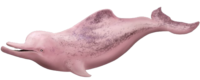 DELFINrosado.png