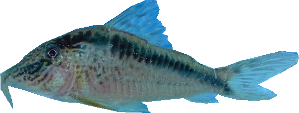 pez1.fw_.png