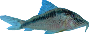 pez2..fw_.png