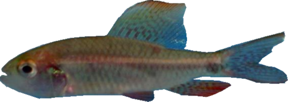 tetra.fw_.png